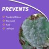 imageBonide Rose Shield Spray 64 oz ReadytoUse Insect and Disease Protection for Roses Flowers and Ornamentals