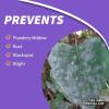imageBonide Rose Shield Systemic Rose ampamp Flower Drench 40 oz ReadytoUse Long Lasting Disease ampamp Insect Protection