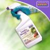 imageBonide Tomato ampamp Blossom Spray Set 32 oz ReadytoUse Increases Harvest of Fruits ampamp Vegetables in Home GardenSpray