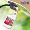 imageBonide Captain Jacks Deadbug Brew 32 oz ReadytoSpray Outdoor Insecticide and Mite Killer for Organic Gardening32 Oz Pack of 2