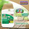 imageBonide Captain Jacks Lawnweed Brew 16 oz Concentrate FastActing Formula Controls Weeds Moss Algae Lichens ampamp Disease