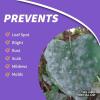 imageBonide Fungonil MultiPurpose Fungicide 32 oz ReadytoUse Spray for Plant Disease Control Controls Blight Mildew ampamp More32 oz Pack of 2