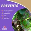 imageBonide All Seasons Horticultural ampamp Dormant Spray Oil 32 oz Concentrate Disease Prevention ampamp Insect Killer for Organic GardeningConcentrate