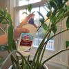 imageBonide Captain Jacks 12 oz Neem Max ReadytoUse Spray for Houseplants Indoors