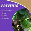 imageBonide Captain Jacks Fruit Tree Spray 16 oz Concentrate Insect ampamp Disease Control Spray for Organic GardeningConcentrate