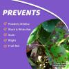 imageBonide Fruit Tree ampamp Plant Guard 16 oz Concentrate MultiPurpose Fungicide Insecticide and Miticide for Home Gardening